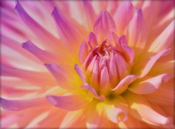 Close-up of pink dahlia