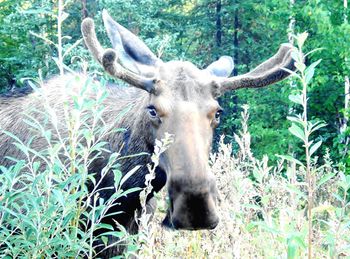 Close-up of horse in forest