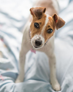 Portrait of dog relaxing on bed