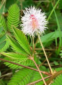 Close-up of flower
