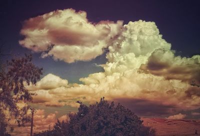 Low angle view of trees against sky