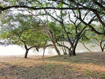 Trees growing on branch