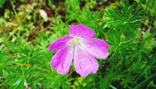 Close-up of pink flowering plant