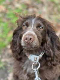 Close-up of dog
