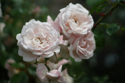 Close-up of white roses