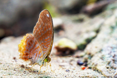 Close-up of butterfly on rock