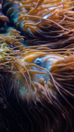 Close-up of fish swimming in sea