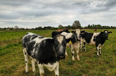 Cows in a field