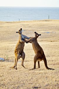 Full length of kangaroos fighting on sand