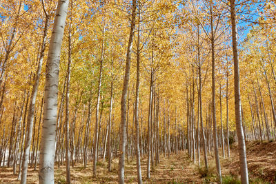 A beautiful elm forest in the middle of autumn