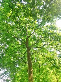 Low angle view of tree in forest