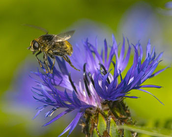 Close-up of bee pollinating on flower