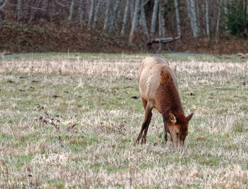 Horse grazing on field
