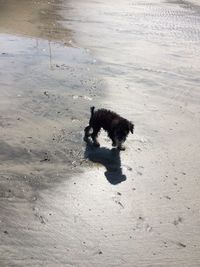 High angle view of dog playing on sand at beach