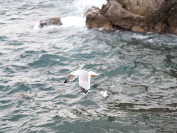 Seagull flying over sea