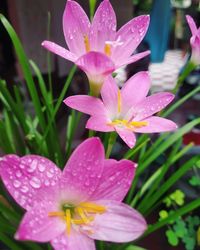 Close-up of wet purple flowering plant