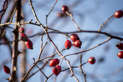 Close-up of berries on tree