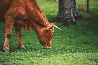 Horse standing on field