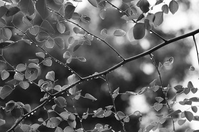 Full frame shot of plants