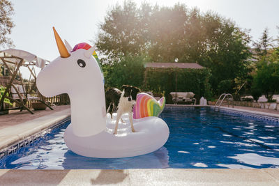 Border collie dog sitting on inflatables unicorn toy in swimming pool. summer time, vacation