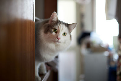 Close-up portrait of a cat at home