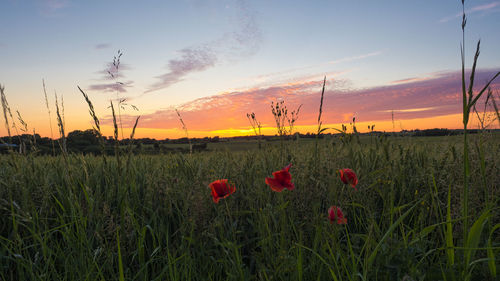 Scenic view of poppy field against sky during sunset