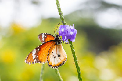 Close-up of butterfly pollinating on flower