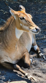 Lizard resting on a field