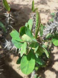 Close-up of green plant