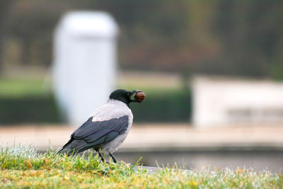 Close-up of bird perching on grass
