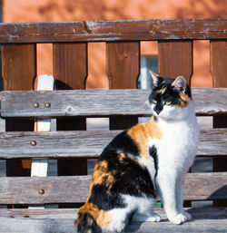 Cat looking away while sitting on bench