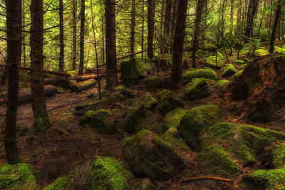 Trees in forest