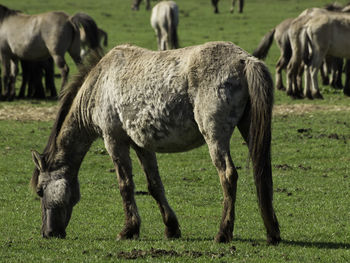 Widl horses in germany