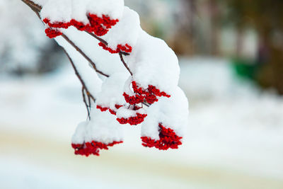 Close-up of frozen plant