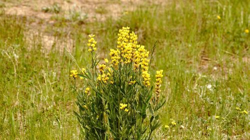 Close-up of yellow wildflowers blooming in field