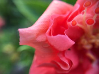 Close-up of red flower blooming outdoors