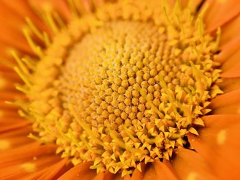 Full frame shot of yellow flower