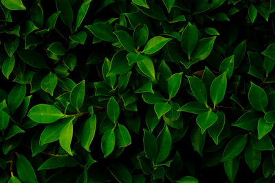 Background nature banyan tree bush, the tree decorate in the garden.