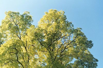 Low angle view of tree against clear sky