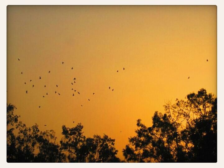 bird, animal themes, animals in the wild, wildlife, flying, tree, transfer print, silhouette, low angle view, sunset, auto post production filter, clear sky, flock of birds, nature, beauty in nature, sky, tranquility, tranquil scene, scenics