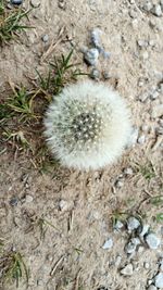 High angle view of dandelion on field