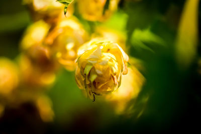 Close-up of yellow flower