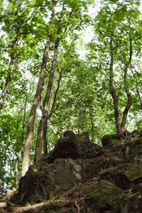 Low angle view of trees in forest