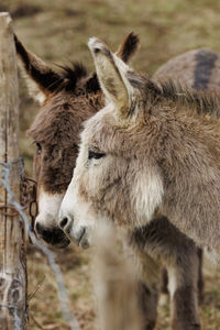 Close-up of two donkey