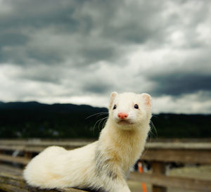 Close-up of weasel against cloudy sky