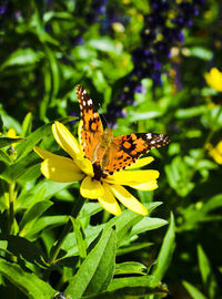 Butterfly pollinating on flower