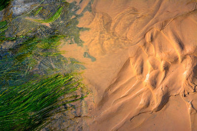 High angle view of trees on land