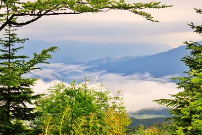 Scenic view of tree mountains against sky