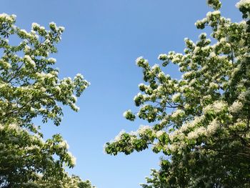 Low angle view of trees against clear blue sky