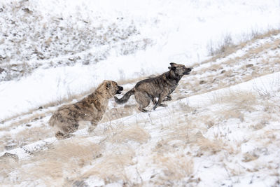 View of two dogs on snow covered land